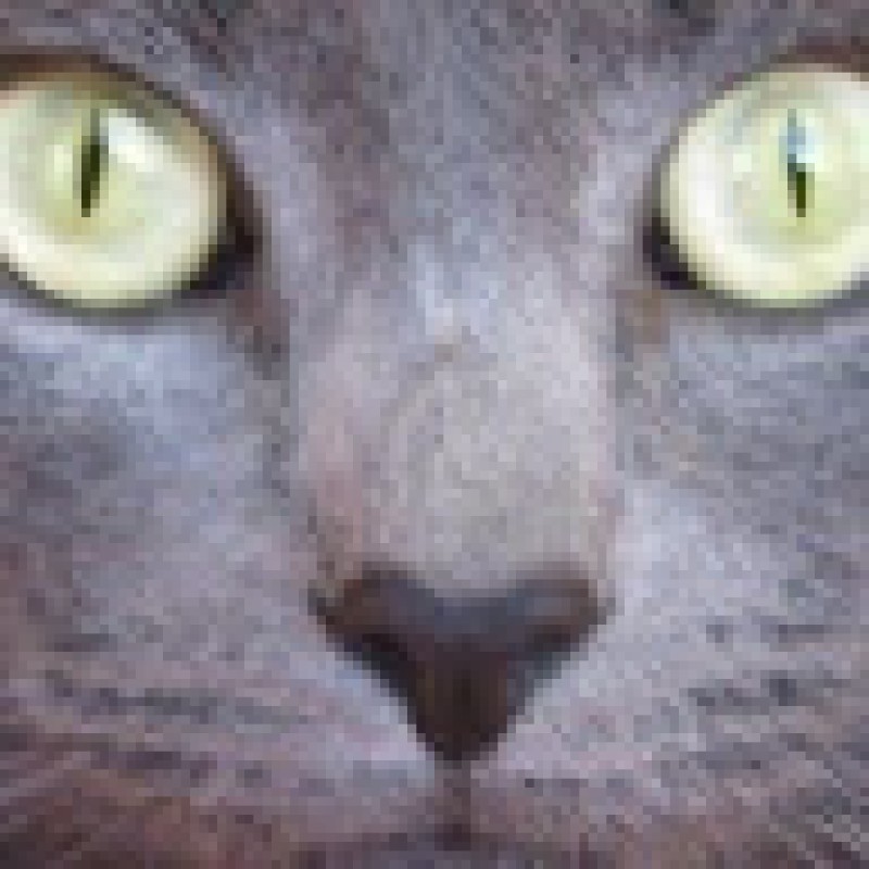 katakins7