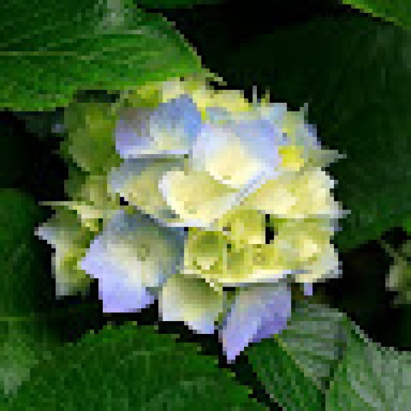 mayur_17_gandhi