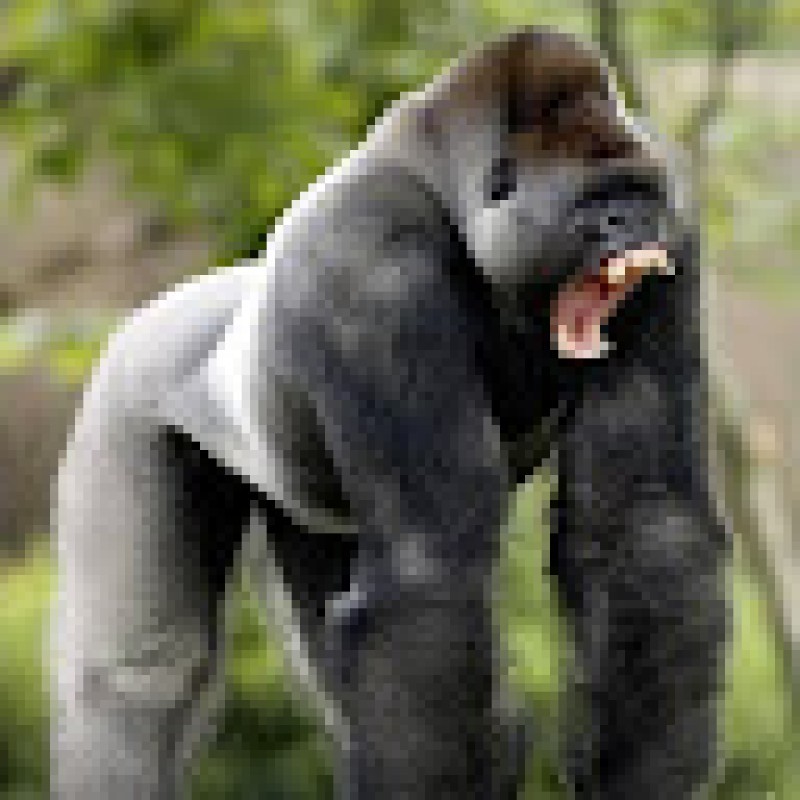 iamsilverback27