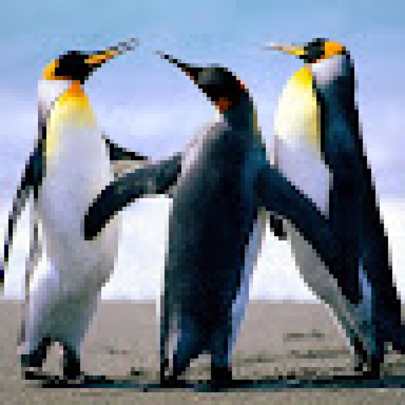 dansnr