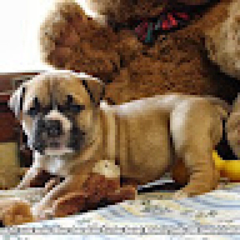 iabulldogges