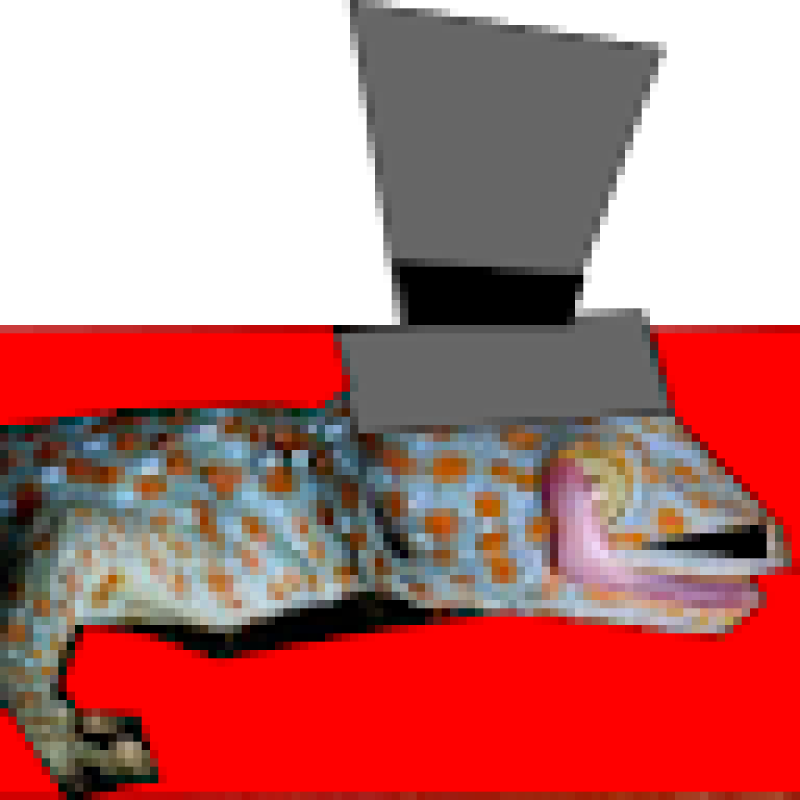 generalgecko214