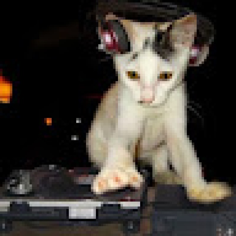 gsrkitten
