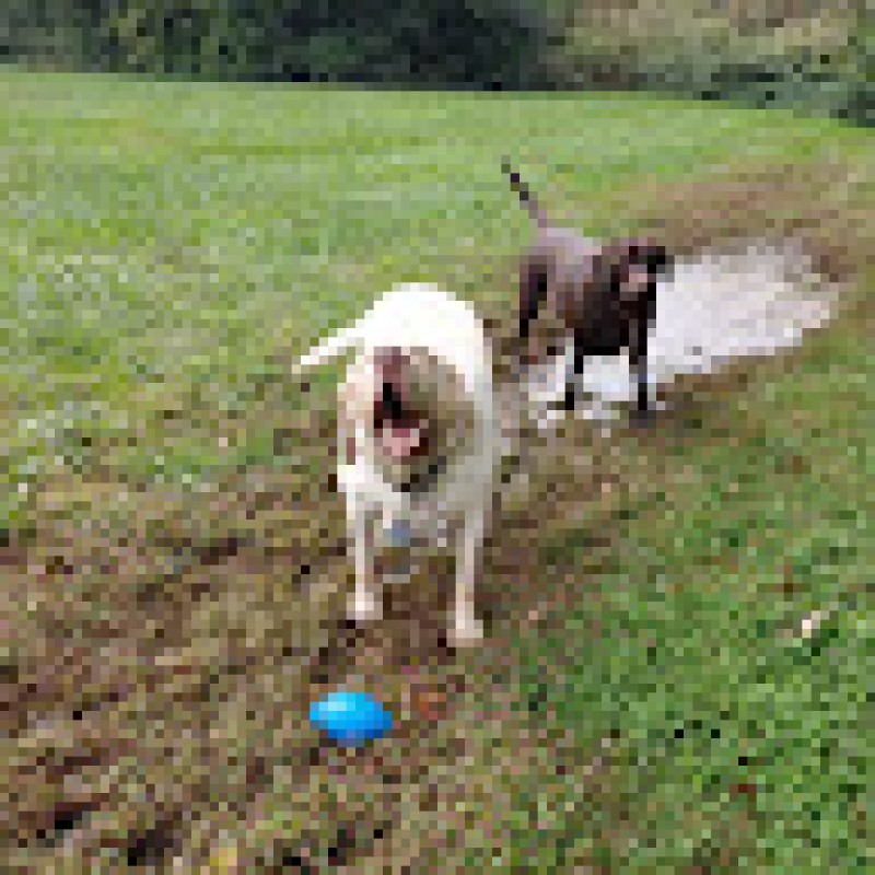 buddydogland