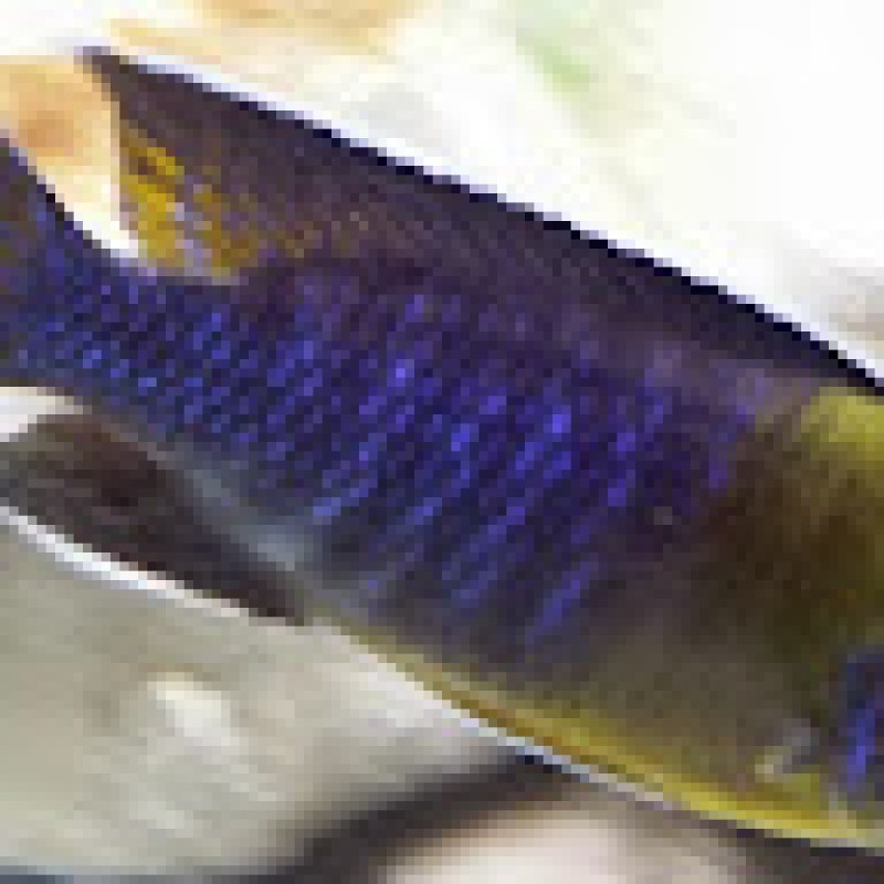 radienleo